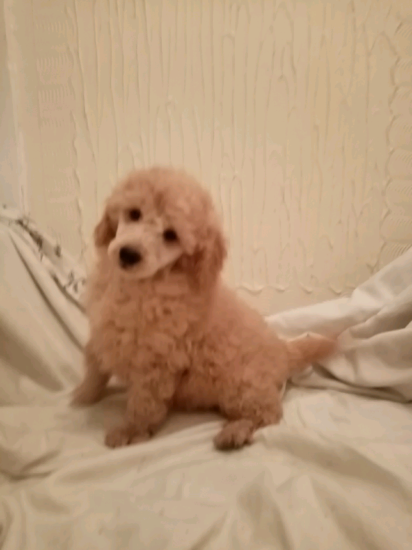 miniature poodle gumtree